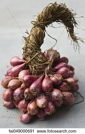 Bunch of shallots View Large Photo Image Stock Image - Bunch of shallots. Fotosearch
