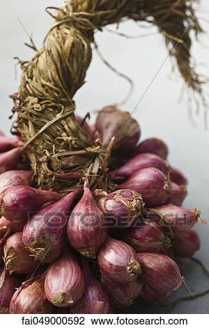 Bunch of shallots View Large Photo Image Stock Image - Bunch of shallots. Fotosearch