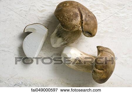 Cep or Porcini mushrooms (Boletus edulis) View Large Photo Image Stock Photo - Cep or Porcini mushrooms (Boletus edulis). Fotosearch