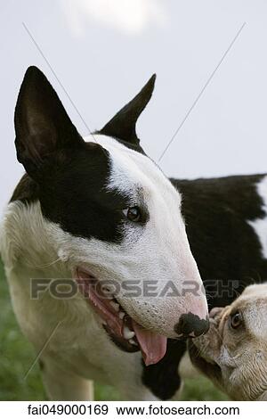 Encounter between Bull Terrier and French Bulldog View Large Photo Image Stock Photo - Encounter between Bull Terrier and French Bulldog. Fotosearch