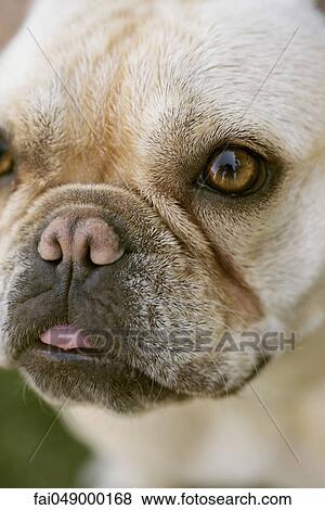 French Bulldog, close-up View Large Photo Image Stock Photo - French Bulldog, close-up. Fotosearch
