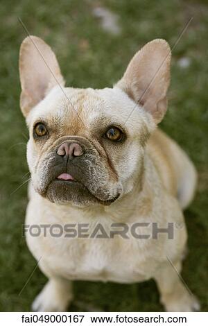 Stock Photo - French Bulldog. Fotosearch