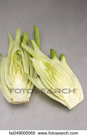 Stock Photography - Fresh fennel bulb, cut in half. Fotosearch