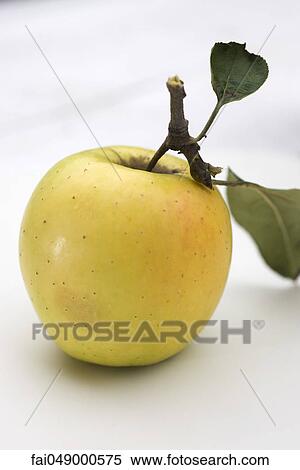 Stock Photography - Golden delicious apple. Fotosearch