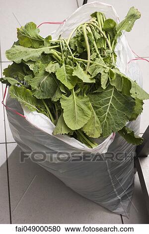Mustard greens View Large Photo Image Stock Image - Mustard greens. Fotosearch