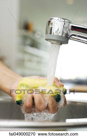 Person rinsing sponge under kitchen faucet View Large Photo Image Stock Image - Person rinsing sponge under kitchen faucet. Fotosearch