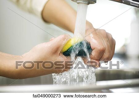 Person rinsing sponge under kitchen faucet View Large Photo Image Stock Image - Person rinsing sponge under kitchen faucet. Fotosearch