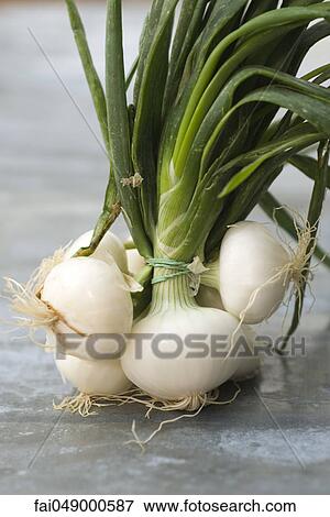 Spring onions View Large Photo Image Stock Photo - Spring onions. Fotosearch