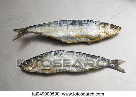 Two sardines View Large Photo Image Stock Image - Two sardines. Fotosearch