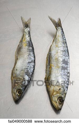 Stock Photo - Two sardines. Fotosearch