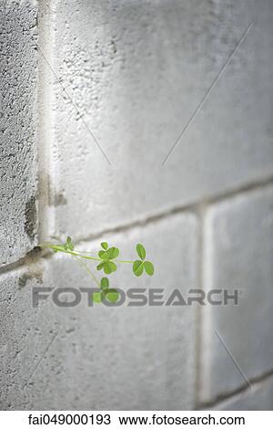 Weed growing out from crack in wall View Large Photo Image Stock Image - Weed growing out from crack in wall. Fotosearch