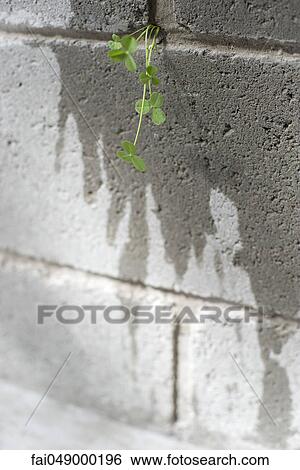Weed growing out from crack in wall View Large Photo Image Stock Photograph - Weed growing out from crack in wall. Fotosearch