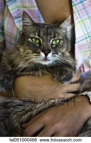 Cuddling with cat View Large Photo Image Stock Photograph - Cuddling with cat. Fotosearch