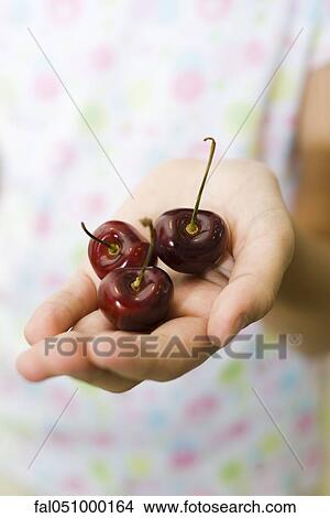 Cupped hand holding cherries View Large Photo Image Picture - Cupped hand holding cherries. Fotosearch