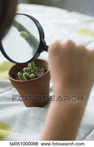 Examining cactus through magnifying glass View Large Photo Image Stock Photo - Examining cactus through magnifying glass. Fotosearch