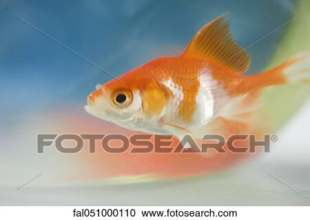 Goldfish View Large Photo Image Stock Image - Goldfish. Fotosearch