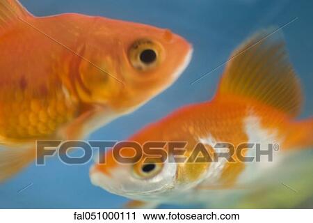 Stock Image - Goldfish swimming together. Fotosearch