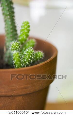 Picture - Potted cactus. Fotosearch