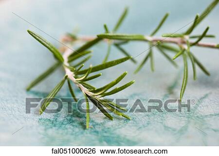 Stock Photograph - Rosemary sprig. Fotosearch