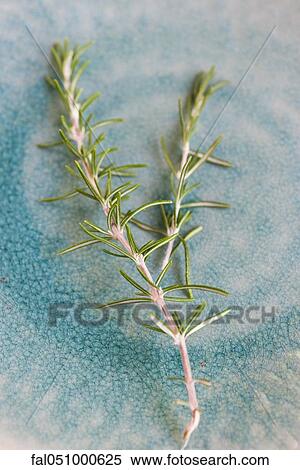 Rosemary sprig View Large Photo Image Stock Photography - Rosemary sprig. Fotosearch