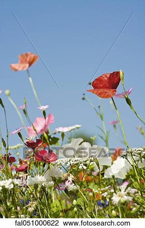 Wildflowers View Large Photo Image Stock Image - Wildflowers. Fotosearch