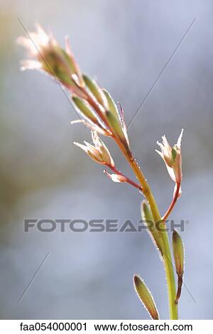 Stock Image - Flower buds opening. Fotosearch