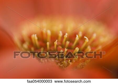 Stock Image - Flower stamen, extreme close-up. Fotosearch