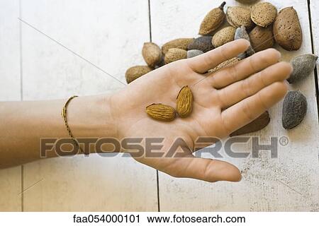 Hand holding fresh almonds View Large Photo Image Stock Image - Hand holding fresh almonds. Fotosearch