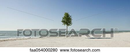 Stock Image - Lone tree growing on beach. Fotosearch