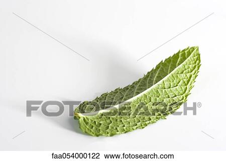 Stock Image - Mint leaf. Fotosearch
