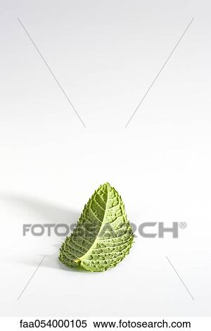 Mint leaf View Large Photo Image Stock Photography - Mint leaf. Fotosearch