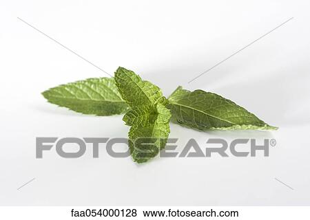 Mint sprig View Large Photo Image Stock Photo - Mint sprig. Fotosearch