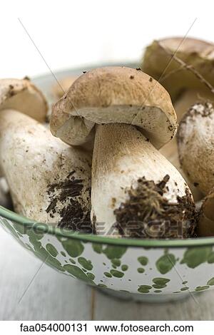 Porcini mushrooms in bowl View Large Photo Image Stock Image - Porcini mushrooms in bowl. Fotosearch
