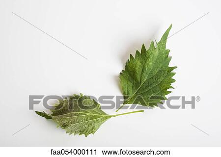 Stock Image - Shiso (also known as Perilla). Fotosearch