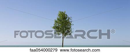 Solitary tree and blue sky View Large Photo Image Stock Photo - Solitary tree and blue sky. Fotosearch