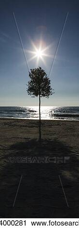 Sun rising over tree on beach View Large Photo Image Stock Image - Sun rising over tree on beach. Fotosearch