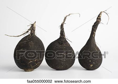 Black radishes View Large Photo Image Stock Image - Black radishes. Fotosearch