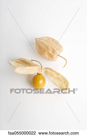 Cape gooseberry (Physalis peruviana) View Large Photo Image Stock Image - Cape gooseberry (Physalis peruviana). Fotosearch