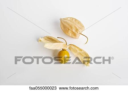 Cape gooseberry (Physalis peruviana) View Large Photo Image Stock Image - Cape gooseberry (Physalis peruviana). Fotosearch