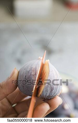 Cutting a ripe fig View Large Photo Image Stock Photo - Cutting a ripe fig. Fotosearch