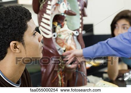High school student learning anatomy View Large Photo Image Picture - High school student learning anatomy. Fotosearch