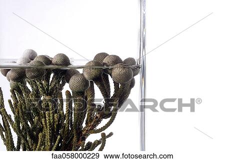 Aquatic plant View Large Photo Image Stock Photo - Aquatic plant. Fotosearch