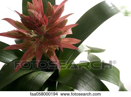 Bromeliad, close-up View Large Photo Image Picture - Bromeliad, close-up. Fotosearch