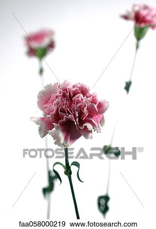 Carnations View Large Photo Image Stock Photo - Carnations. Fotosearch