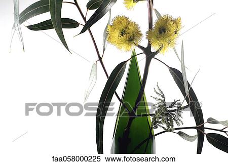 Eucalyptus branch in vase View Large Photo Image Stock Photography - Eucalyptus branch in vase. Fotosearch