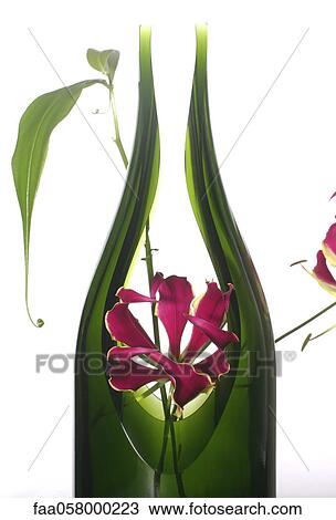 Flame lily (Gloriosa superba) in vase View Large Photo Image Stock Image - Flame lily (Gloriosa superba) in vase. Fotosearch