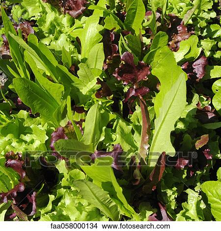Fresh lettuce leaves in sunlight View Large Photo Image Picture - Fresh lettuce leaves in sunlight. Fotosearch