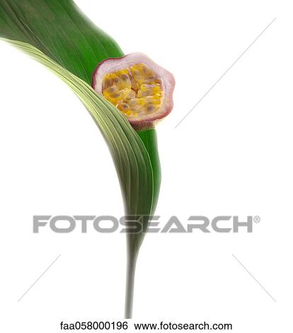 Fresh passion fruit half on leaf View Large Photo Image Stock Photograph - Fresh passion fruit half on leaf. Fotosearch