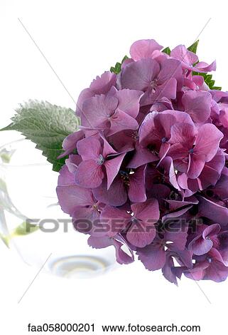 Hydrangea View Large Photo Image Stock Image - Hydrangea. Fotosearch
