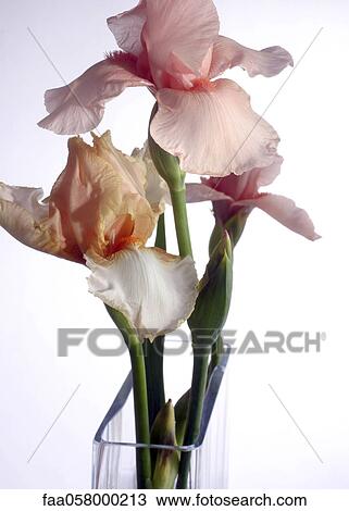 Irises in vase View Large Photo Image Stock Image - Irises in vase. Fotosearch